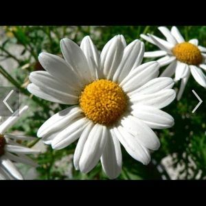 Meet your Posher, Jeannette